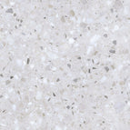 50x50 / Dexter White