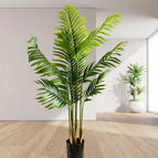 Palm